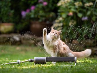Šetrenie vodou na záhrade: viete, ako sa zalieva motykou a vidlami?