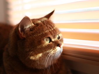 Žalúzie a domáci miláčikovia: ktoré tienenie vybrať a ako ich ochrániť?