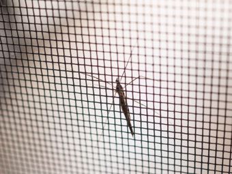 Okenné siete proti hmyzu