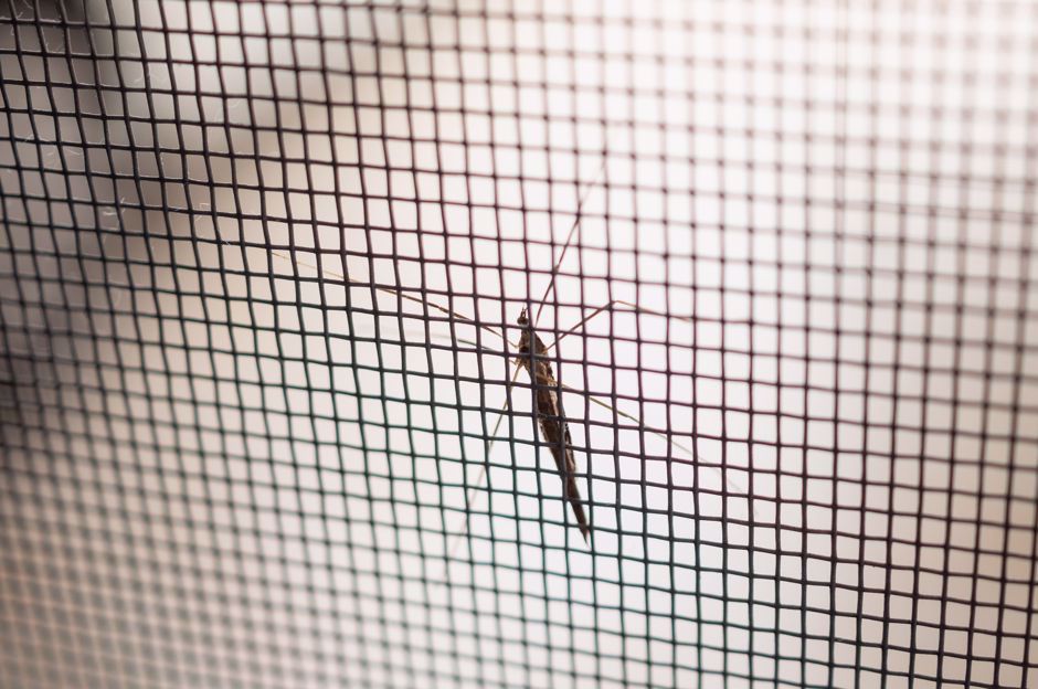 Okenné siete proti hmyzu majú mnoho výhod