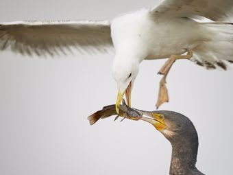 Bezpečnosť pred lupičmi: zabezpečte okná, dvere aj balkóny