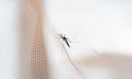 Výber siete proti hmyzu: praktický sprievodca